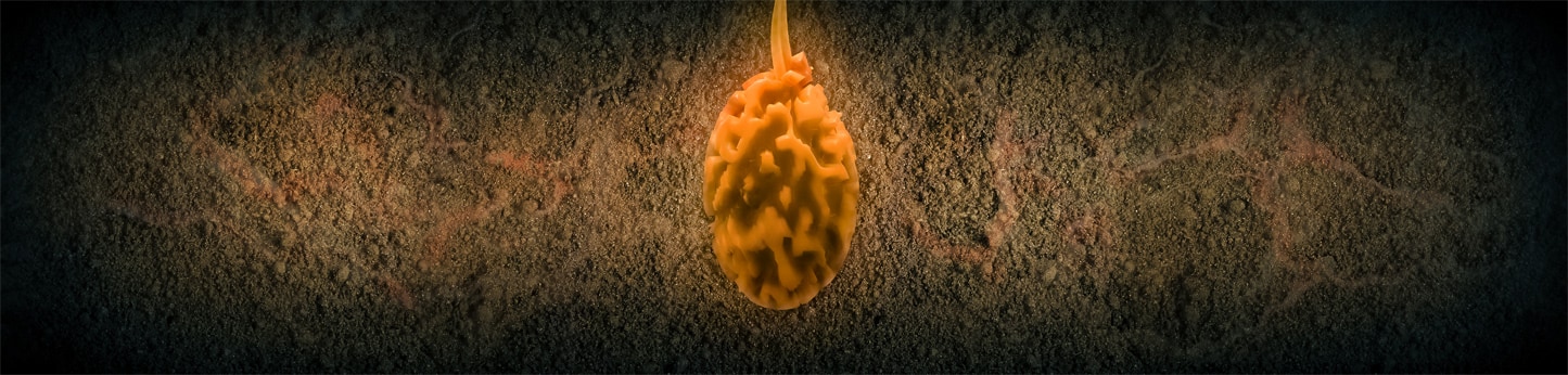 Mapping Museo Cholula